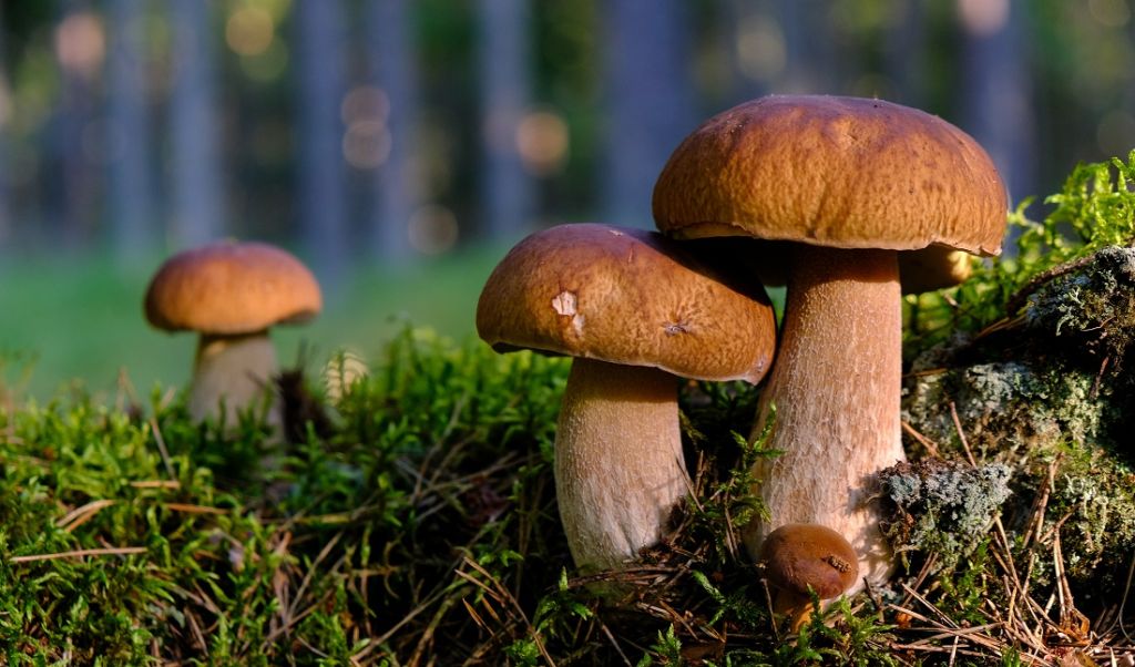 Suszarki do grzybów i owoców. Dobry sposób na idealną konserwację bez chemii