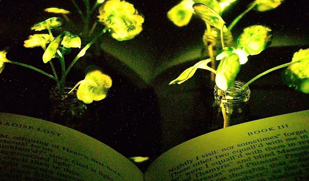 Świetlówki zostaną zastąpione przez świecące rośliny?